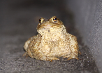 Erdkröte (Bufo bufo) - © Emanuel Trummer